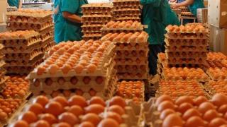 На Ставрополье предпринимаются государственные меры по развитию яичного птицеводства