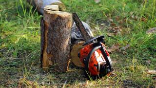 Штраф за самовольный спил деревьев в Ставрополе будет достигать миллиона рублей