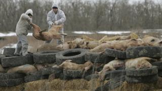 Власти Ставрополья обеспокоены распространением африканской чумы свиней в соседних регионах