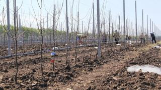 В Кочубеевском районе на 10 гектарах заложили яблоневый сад интенсивного типа