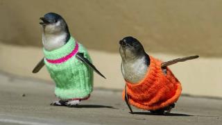 Карликовых пингвинов в Австралии спасли вязаные свитера