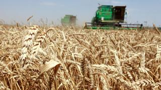 Ученические производственные бригады Ставрополья собрали более 6 тысяч тонн зерновых