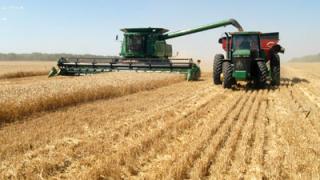 Урожаю зерновых на Ставрополье угрожает непогода