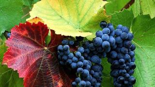 Производство виноградного вина на Ставрополье за год увеличилось на треть