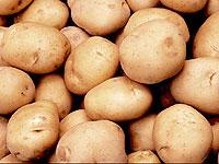Россия начинает закупку картофеля у Индии