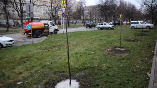 Ставрополь украсили ещё 140 новых деревьев