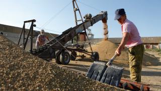 Ставропольское зерно пойдёт на экспорт в 40 стран