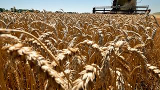 4 миллиона тонн зерна собрали хлеборобы Ставрополья