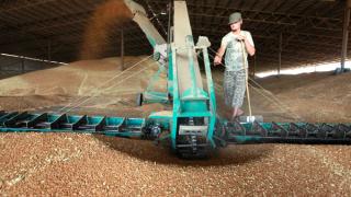Жатва-2011: Ипатовский рекорд – более 500 тысяч тонн зерна