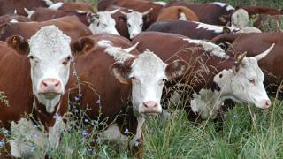 Перспективы развития мясного скотоводства обсудили в минсельхозе Ставрополья