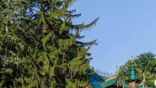 Шаляпинская ель из Кисловодска стала главным деревом страны