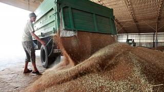 Жатва на Ставрополье: обмолочено более половины зерновых