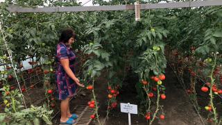 Женщина-фермер на Ставрополье планирует получить богатый урожай овощей