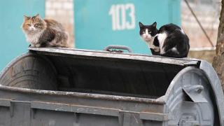 Договор с регоператором позволяет ставропольцам чётко прописать условия вывоза мусора