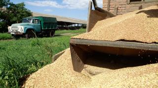 3 миллиона тонн зерна уже собрали ставропольские аграрии
