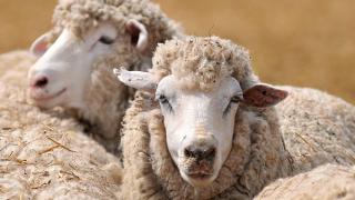 На смотр элитного поголовья овец в Элисту отправились ставропольцы