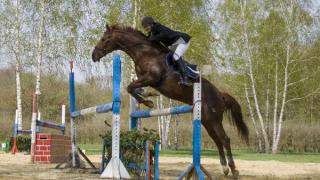 Конный спорт возрождается на Ставрополье