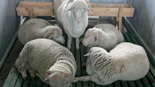 60-летие ставропольской породы овец отметили в Ипатовском районе