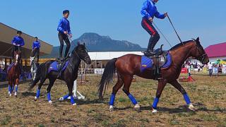 Фестиваль арабских лошадей на Ставрополье прошел с особым размахом