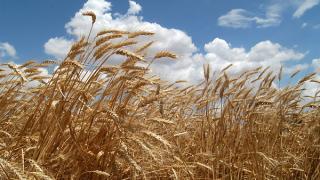 Об использовании новых сортов пшеницы говорили на совещании в Изобильном
