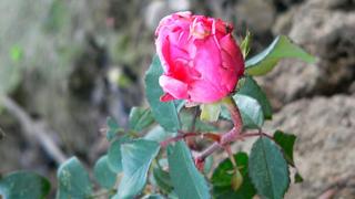 На Ставрополье в декабре зацвели розы