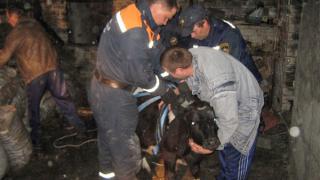 В селе Двном спасатели вытащили провалившегося в погреб бычка