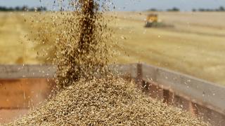 В Минераловодском округе Ставрополья завершили уборку зернобобовых