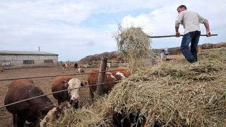 Минсельхоз Ставрополья разрабатывает программы по поддержке начинающих фермеров