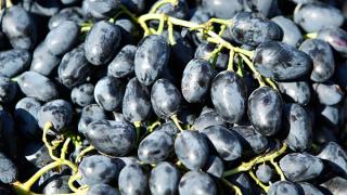 Урожайность винограда на Ставрополье вдвое превысила прошлогоднюю