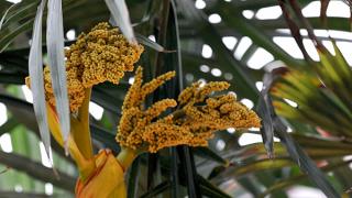 Японская «финиковая» пальма зацвела в парке Победы Ставрополя