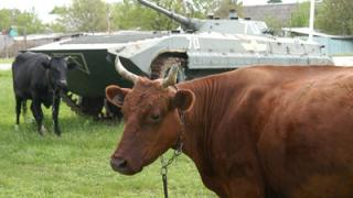 Вор-рецидивист, убивший корову кувалдой, осужден на 2 года 3 месяца колонии