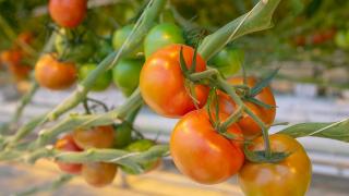 Объёмы производства тепличных томатов растут в Ставропольском крае