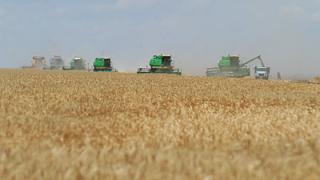 На Ставрополье обмолочено 56% зерновых культур