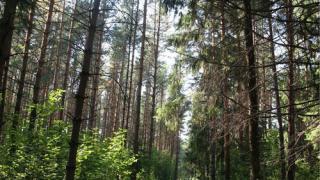 Обстоятельства дела о незаконной вырубке деревьев в Мамайском лесу Ставрополя