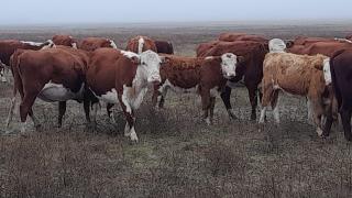 Фермер из Туркменского округа осваивает мясное животноводство