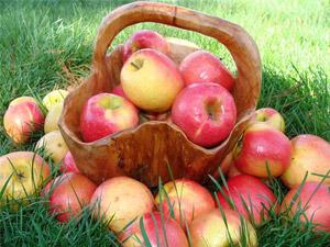 Как долго хранить яблоки?