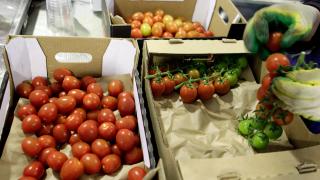 16 процентов российских томатов выращивают в теплицах Ставрополья
