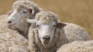 На Ставрополье стартовала стрижка овец