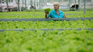 Журналисты стали участниками сбора овощей в ведущих сельхозпредприятиях Ставрополья