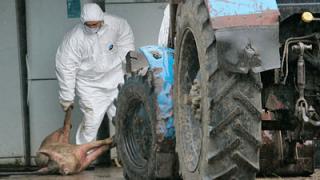 Из-за африканской чумы ставропольцам рекомендовано отказаться от свиновдства