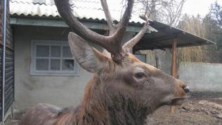 Обитателей сельского зоопарка в Кочубеевском районе ждет новогоднее меню