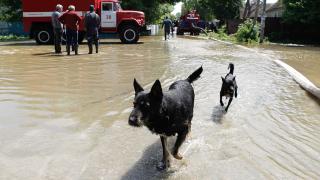 На Ставрополье в зоне подтопления утилизовали 400 погибших животных