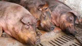 Бывший директор МУ «Помощник» принуждал осужденных даром пасти свиней