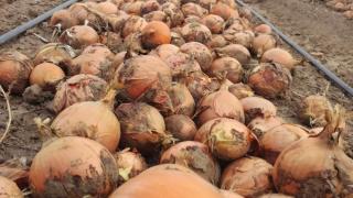 Урожайность лука на Ставрополье превышает уровень прошлого года