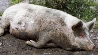 Виновник вспышки африканской чумы свиней в селе Надежда наказан рублем