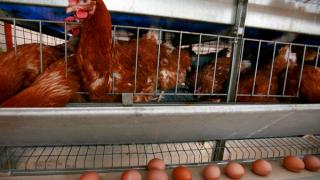 Производство курятины в Ставропольском крае за год увеличилось на 12 процентов