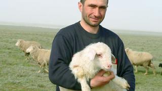 Ягнение овец: в работе животноводов Ставрополья трудный период
