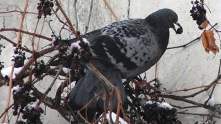 В Невинномысске голодные голуби перешли на виноградную диету