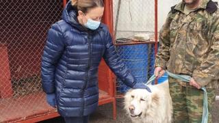 На Ставрополье спасли животных из заброшенного приюта