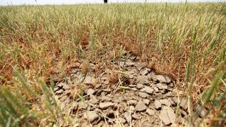 Пострадавшим от засухи агропроизводителям могут выдать кредиты по нулевой ставке